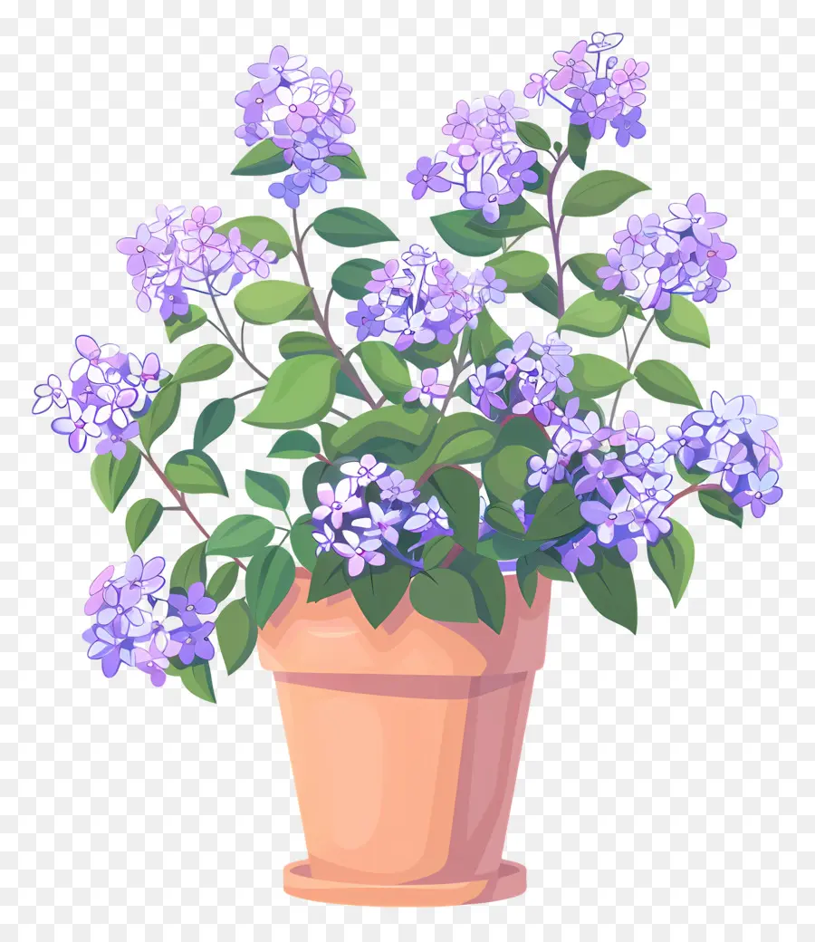 Lilac ดอกไม้，Potted ดอกไม้ PNG