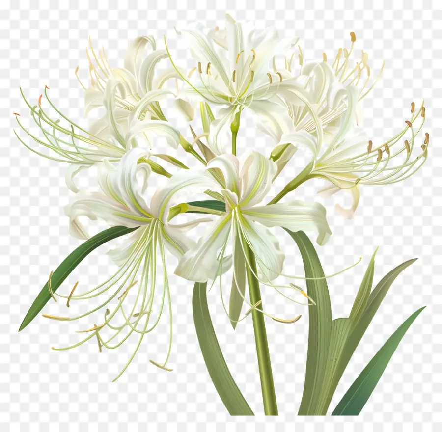 แมงมุมลิลลี่，สีขาว Lilies PNG