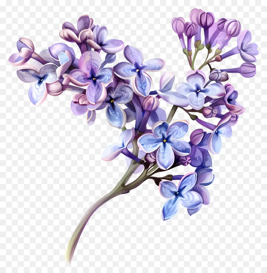 Lilac ดอกไม้，ไล PNG