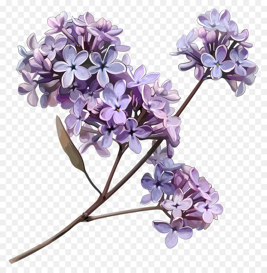 Lilac ดอกไม้，ปิด PNG