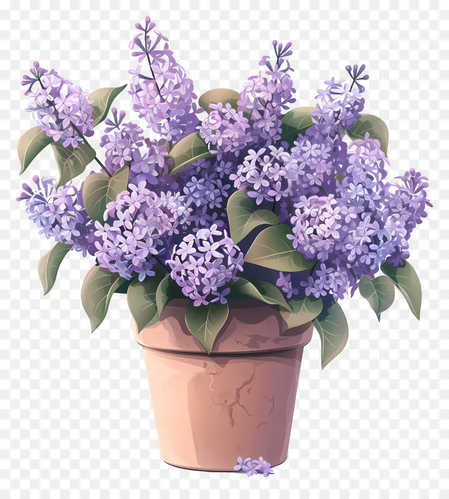 Lilac ดอกไม้，Potted ดอกไม้ PNG