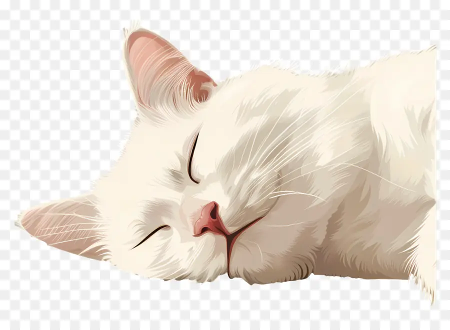 แมวนอนหลับ，แมวสีขาว PNG