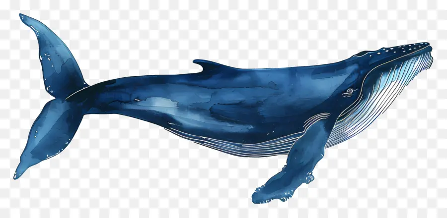 สีน้ำเงินวาฬ，นาวิกโยธินชีวิต PNG