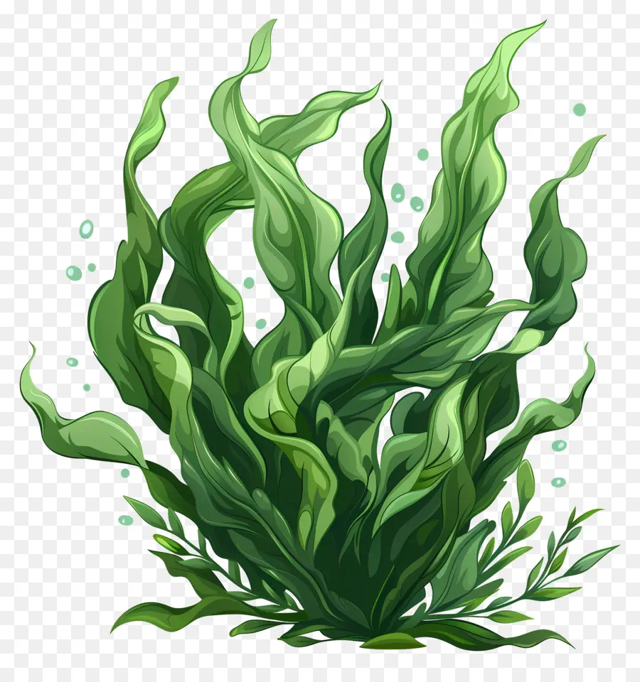สาหร่ายใต้น้ำ，Aquatic ต้นไม้ PNG