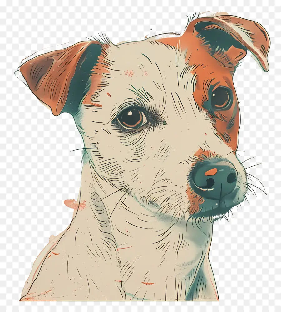 หมา，ขนสีน้ำตาลและสีขาว PNG