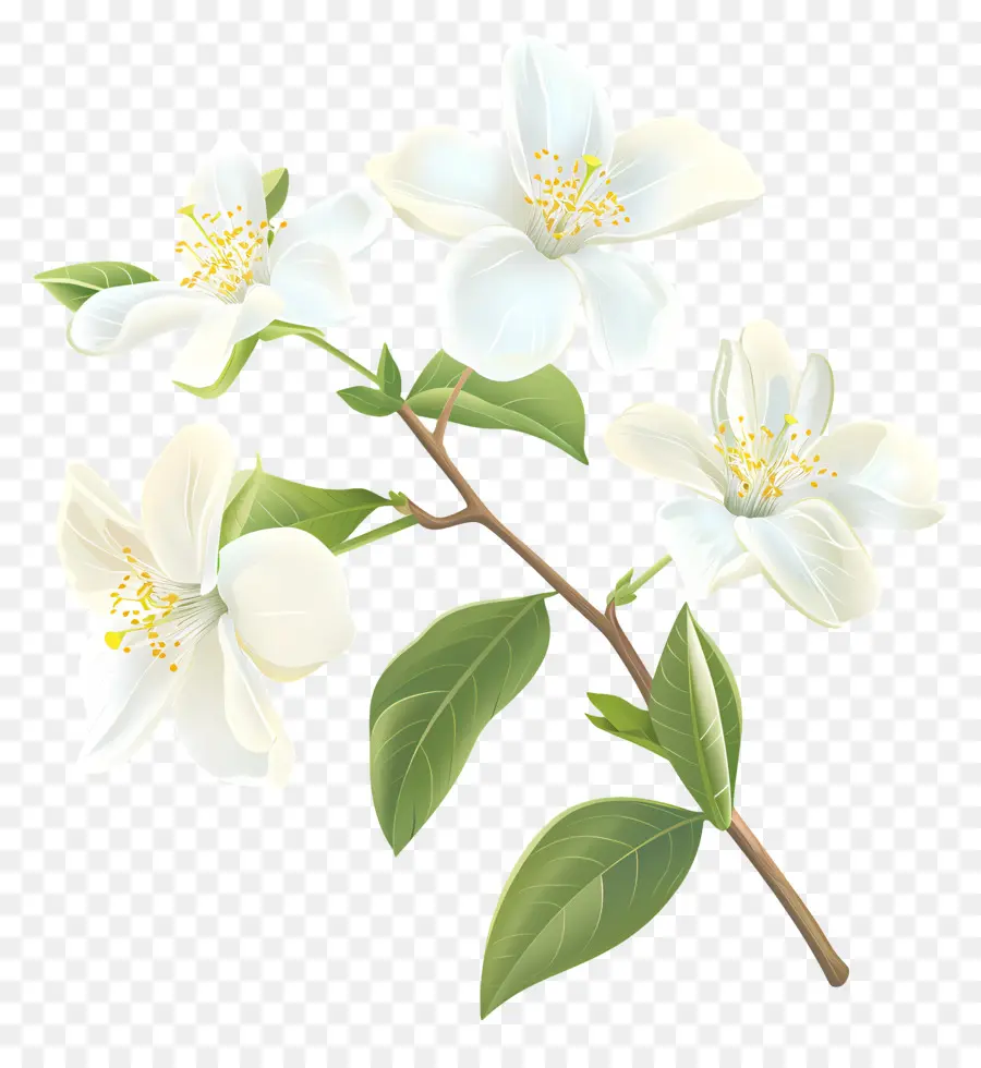 ดอกมะลิขาว，ดอกมะลิสีขาว PNG