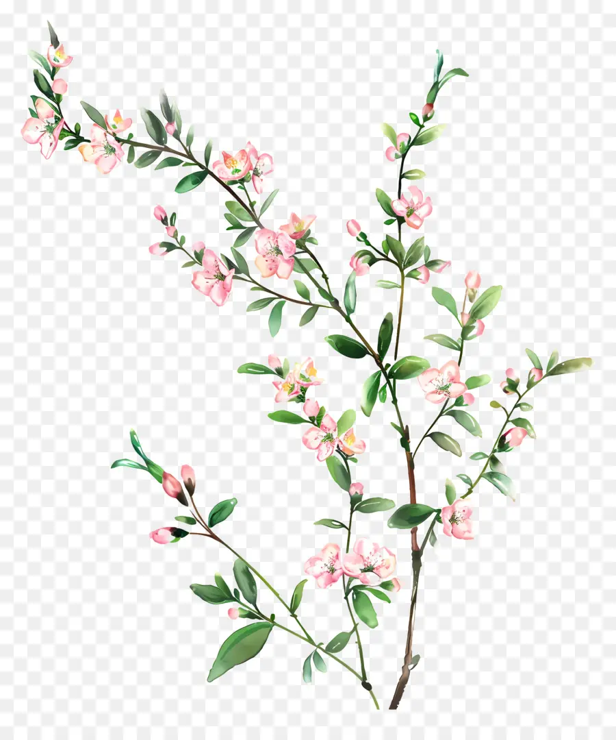 ดอกไม้สีชมพู，เชอร์รี่ Blossoms PNG