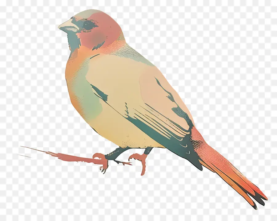 นก，นกสีส้ม PNG