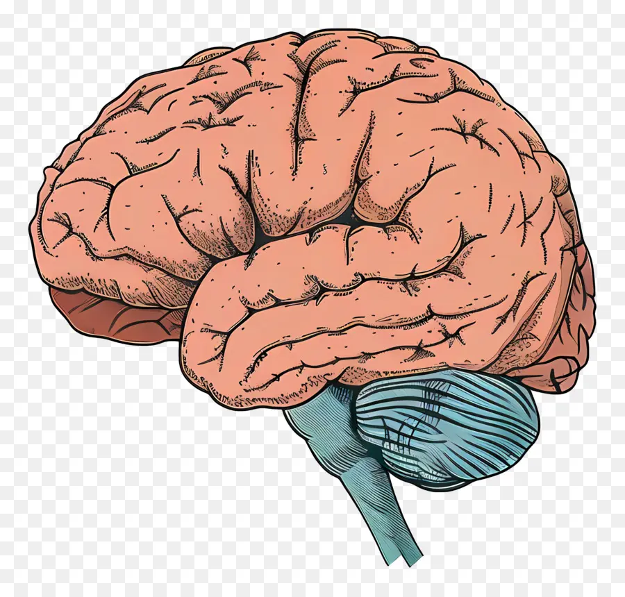 สมอง，สมองของมนุษย์ PNG