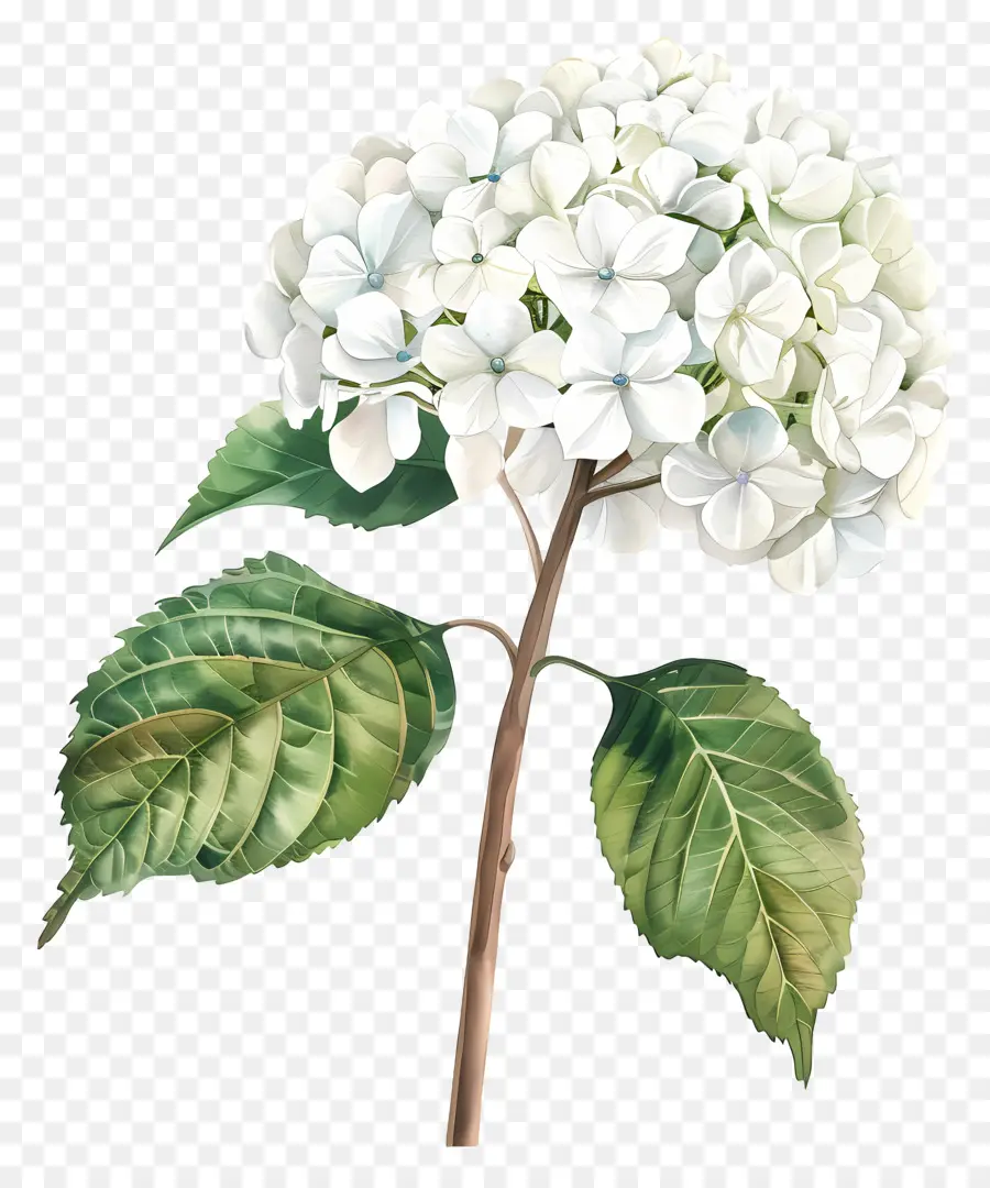 ไวท์วออกไฮเดนเจีย，ดอกไม้สีขาว PNG