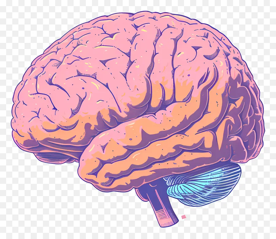 สมอง，ซีกซ้าย PNG