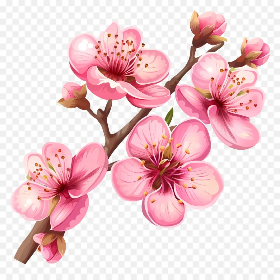 ดอกไม้สีชมพู，เชอร์รี่ Blossoms PNG