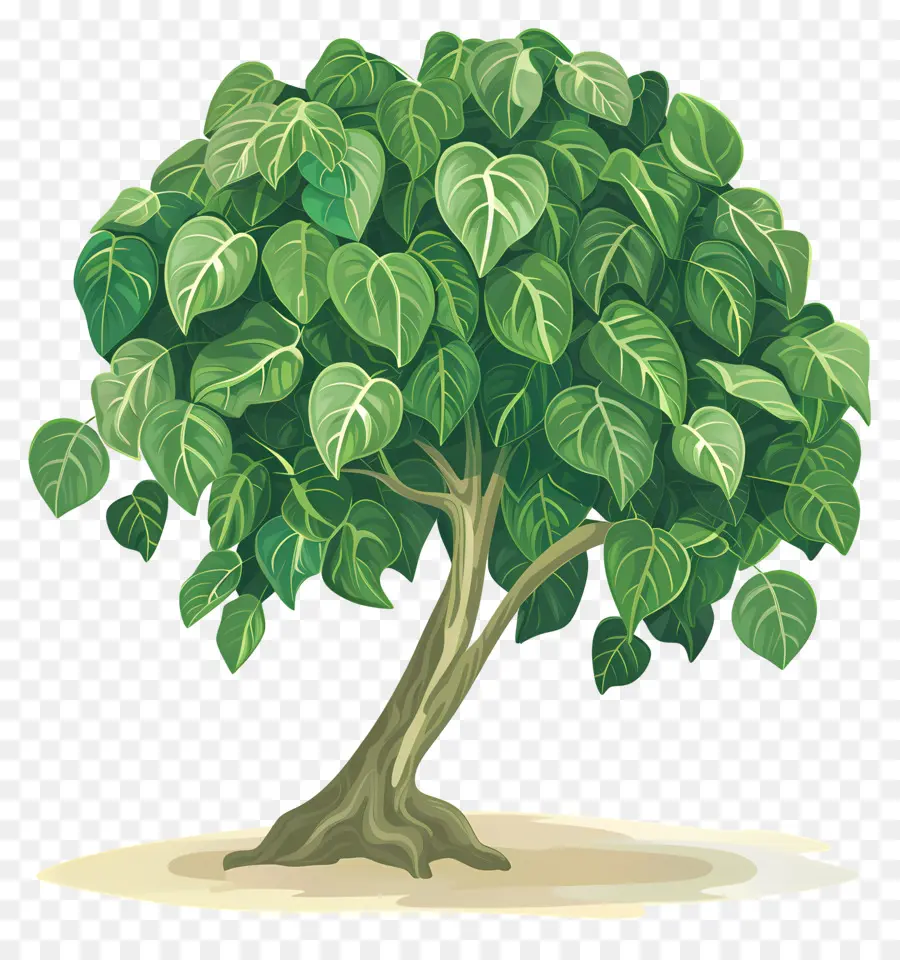 Peepal ต้นไม้，ต้นไม้ PNG