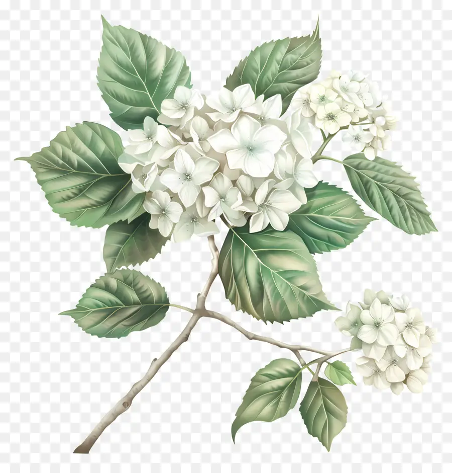 ไวท์วออกไฮเดนเจีย，ดอกไม้สีขาว PNG