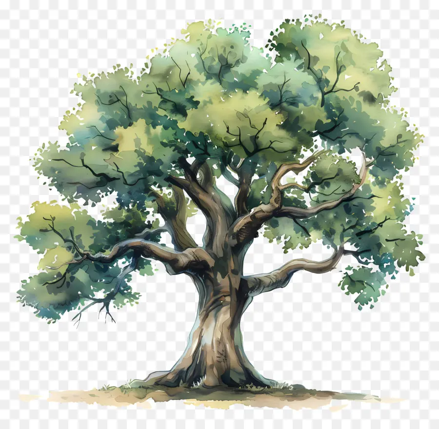 ต้นโอ๊ค，ต้นไม้ PNG