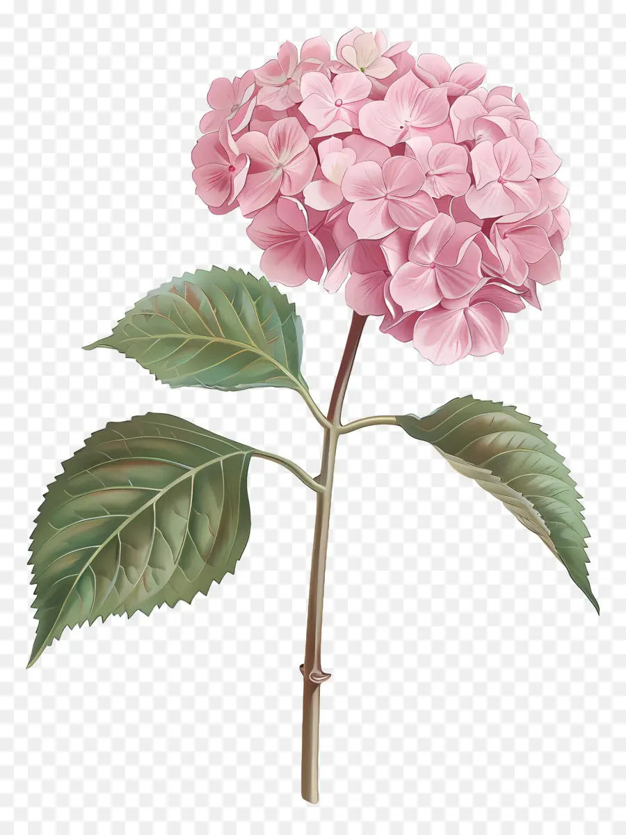 สีชมพูอกไฮเดนเจีย，ดอกไม้พืชสวนสีชมพู PNG