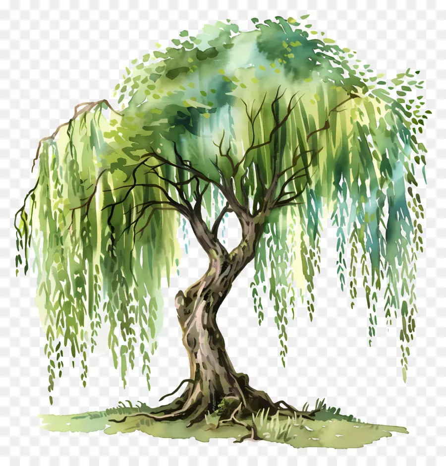 วิลโลว์ผังต้นไม้，ต้นไม้เขียว PNG