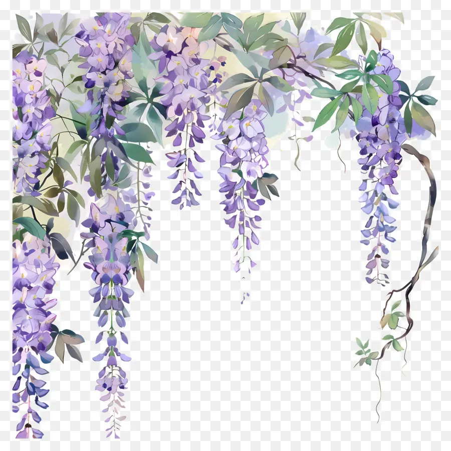 แขวน Wisteria，วิสเทอเรีย PNG