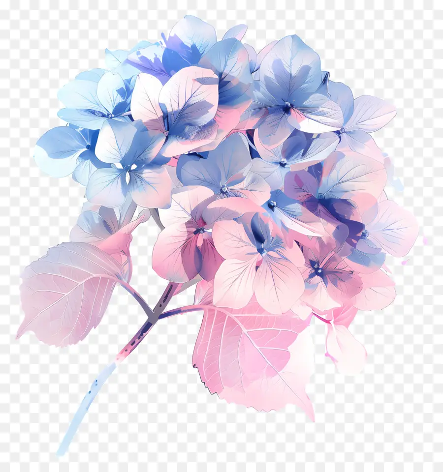 สีชมพูอกไฮเดนเจีย，ดอกไม้สีชมพู PNG
