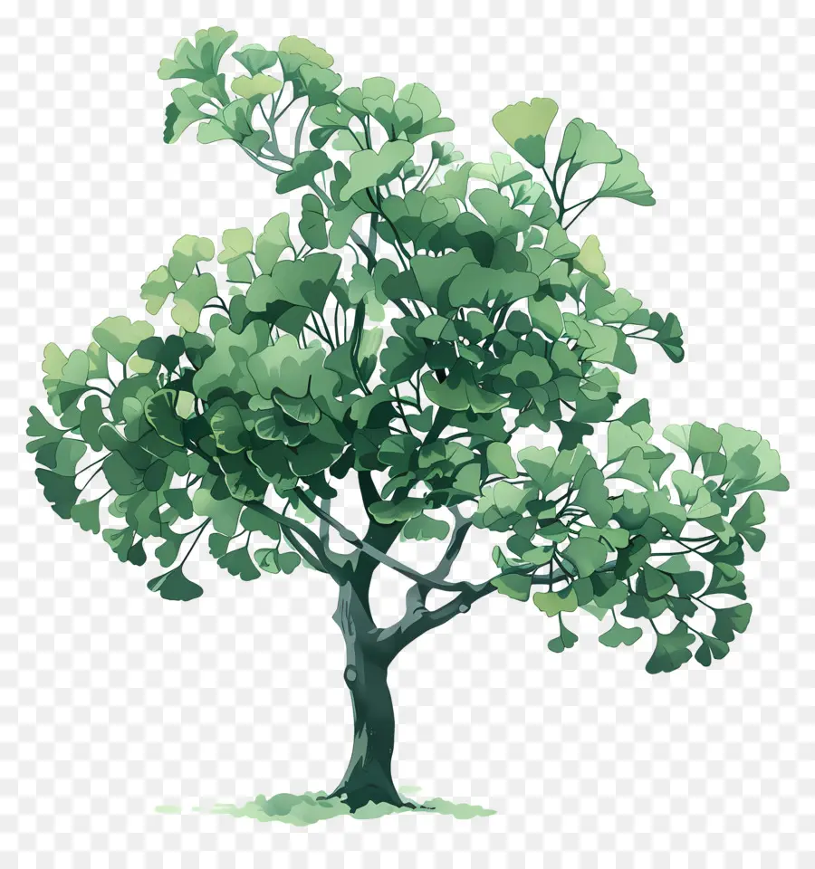 Ginkgo ต้นไม้，ต้นไม้เขียว PNG