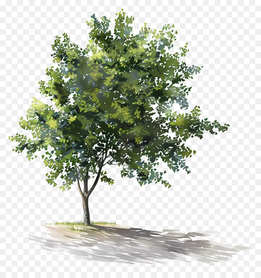 เงาของต้นไม้，ต้นไม้ PNG
