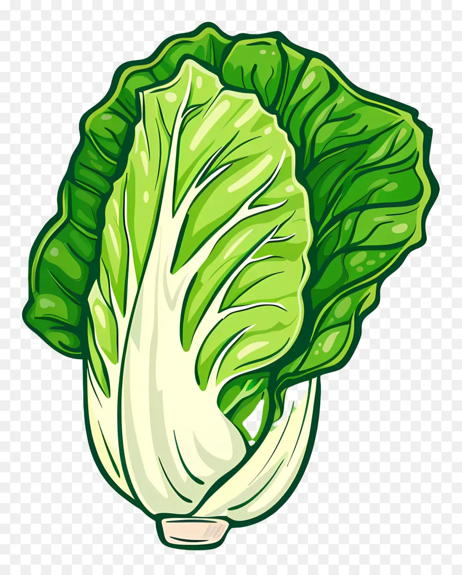 จีน Cabbage，ผักกาดหอม PNG