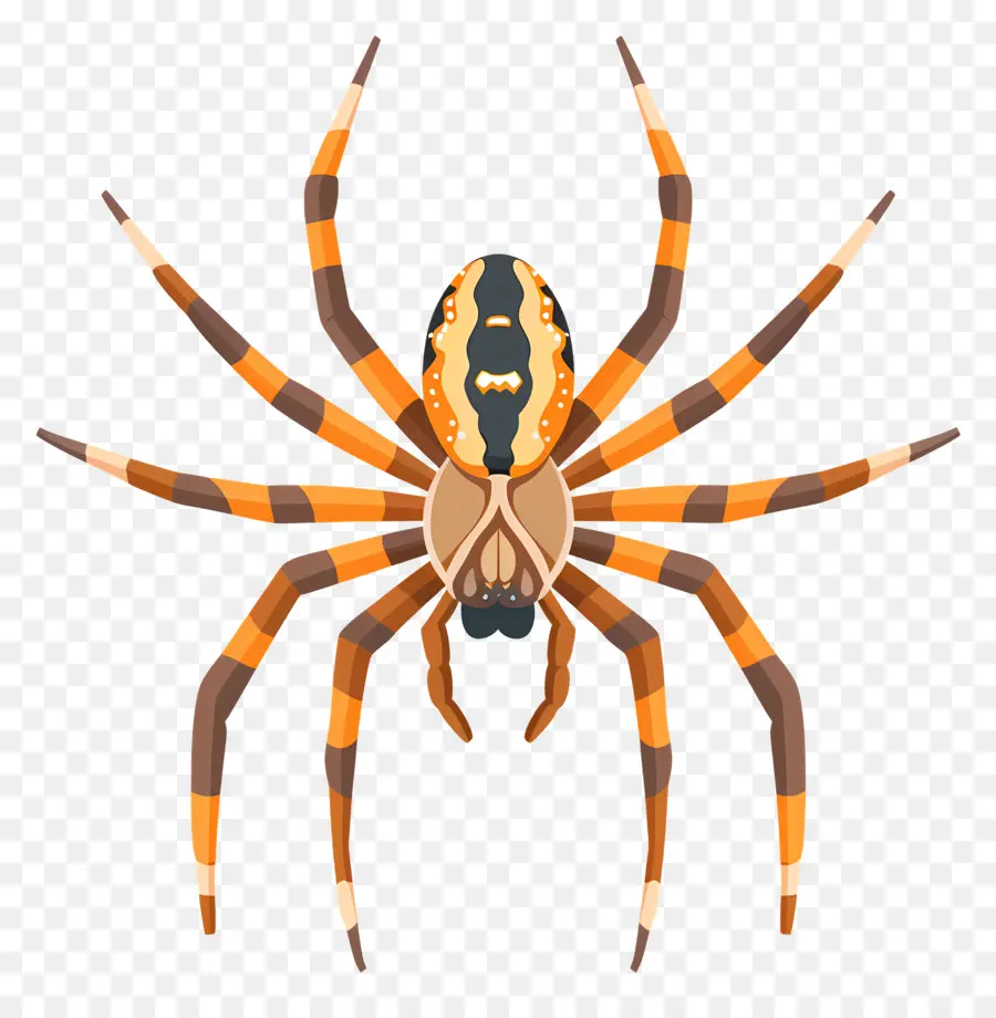 แมงมุม，Arachnid PNG