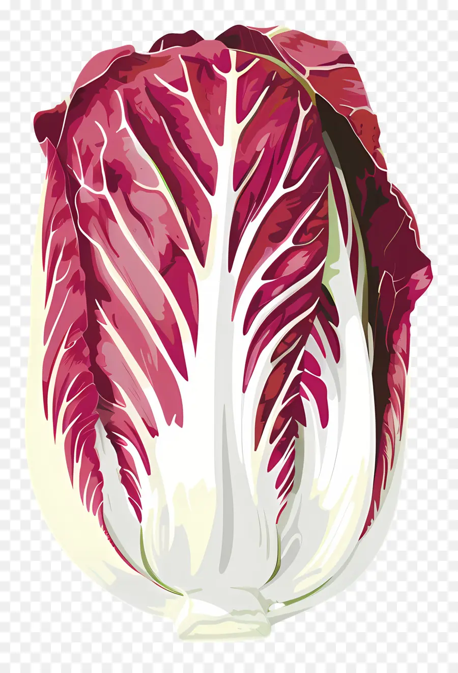 Radicchio，ผักกาดหอม PNG