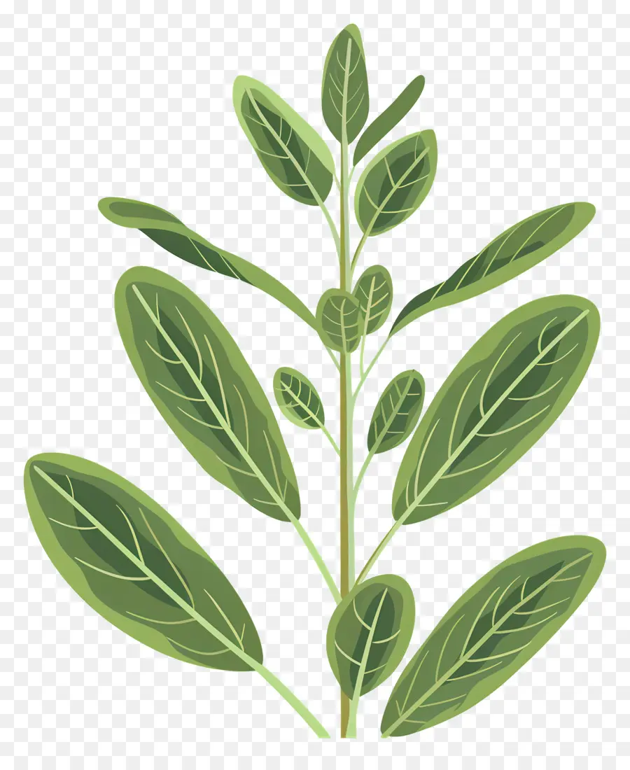 Sage Herbs，ต้นไม้ PNG
