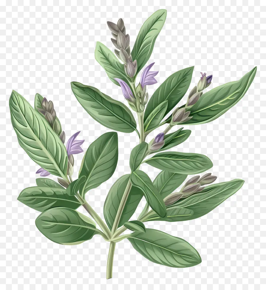 Sage Herbs，โรสแมรี่ PNG