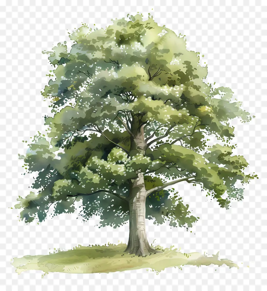 Beech ต้นไม้，ต้นไม้เขียว PNG