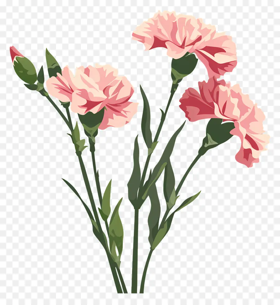 คาร์เนชั่น，สีชมพู Carnations PNG