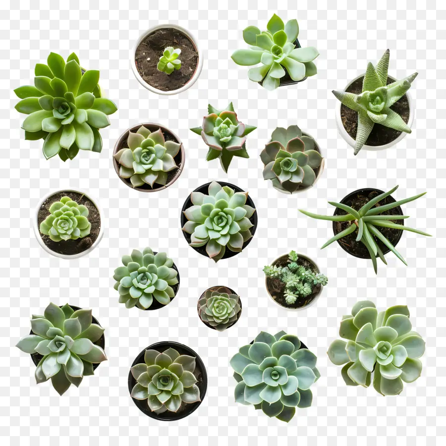 กระถางฉ่ำ，Succulents PNG