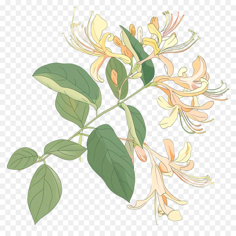 Honeysuckle Vine，สายน้ำผึ้งสีชมพู PNG