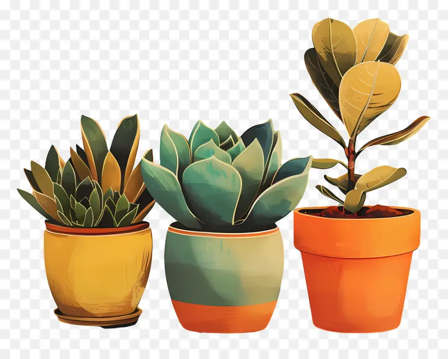 พืชกราม，Succulents PNG