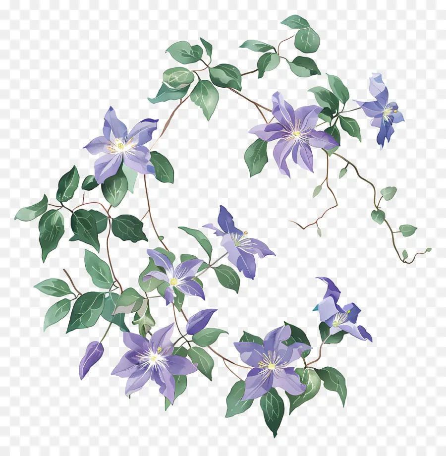 เถาวัลย์ Clematis，ดอกไม้สีม่วง PNG