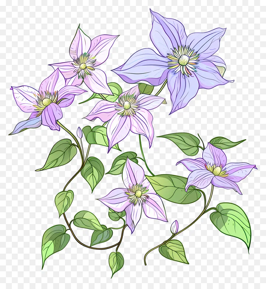 เถาวัลย์ Clematis，ดอกไม้สีม่วง PNG