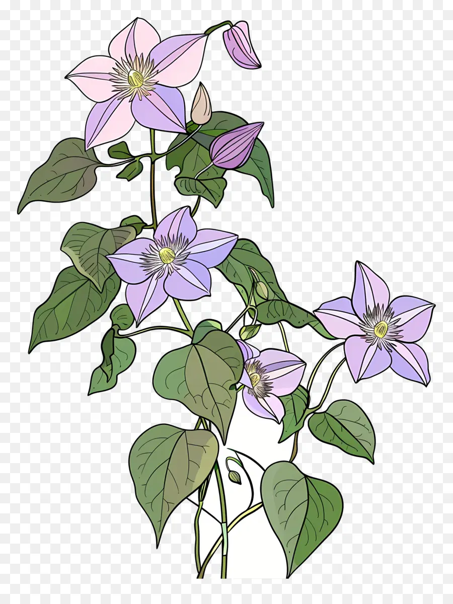 เถาวัลย์ Clematis，ดอกไม้สีม่วง PNG