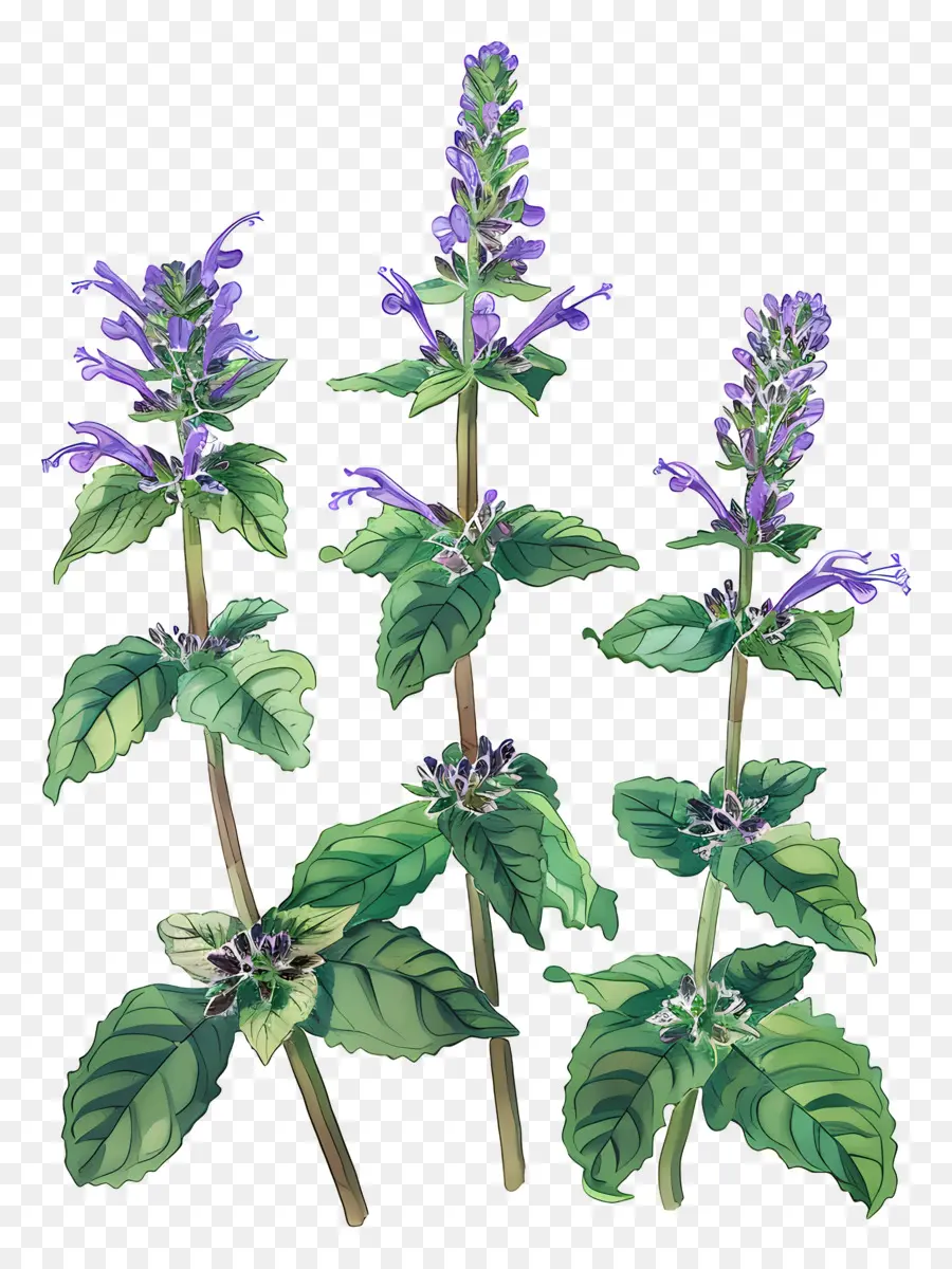 Catmint，ดอกไม้สีม่วง PNG