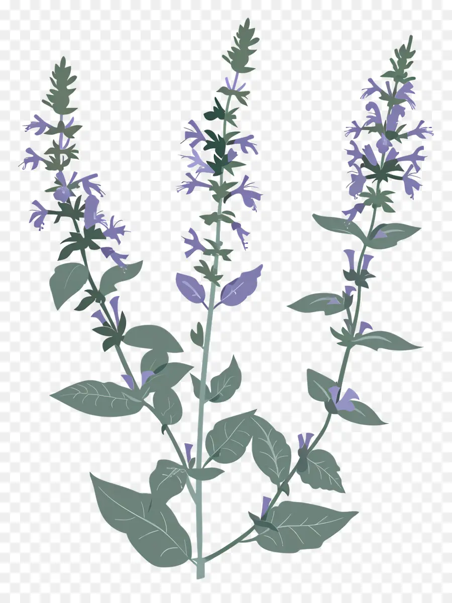 Catmint，ลาเวนเดอร์ PNG