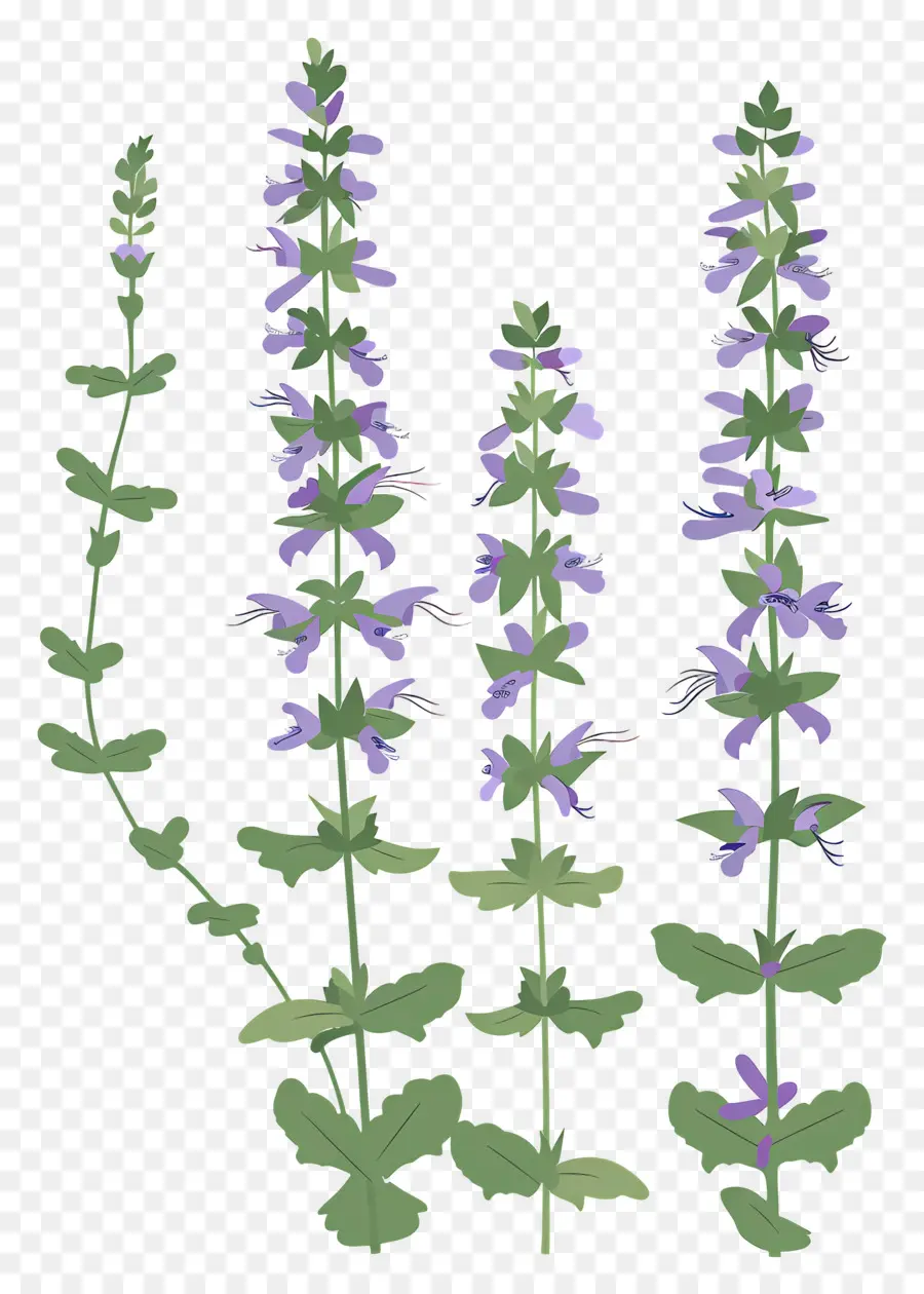 Catmint，ดอกไม้สีม่วง PNG