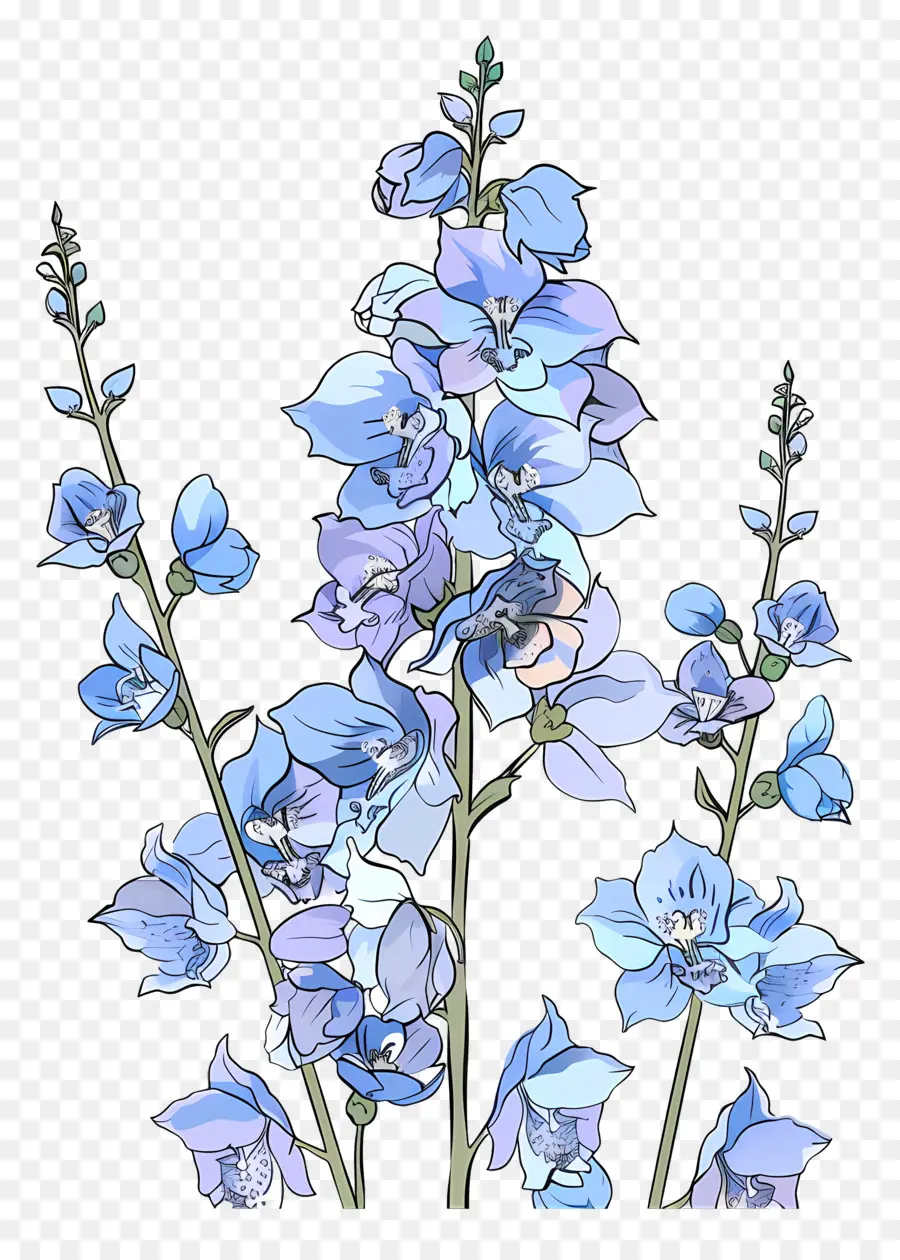 Delphinium，ดอกไม้สีฟ้า PNG