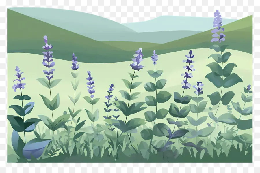 Catmint，ดอกไม้ป่า PNG