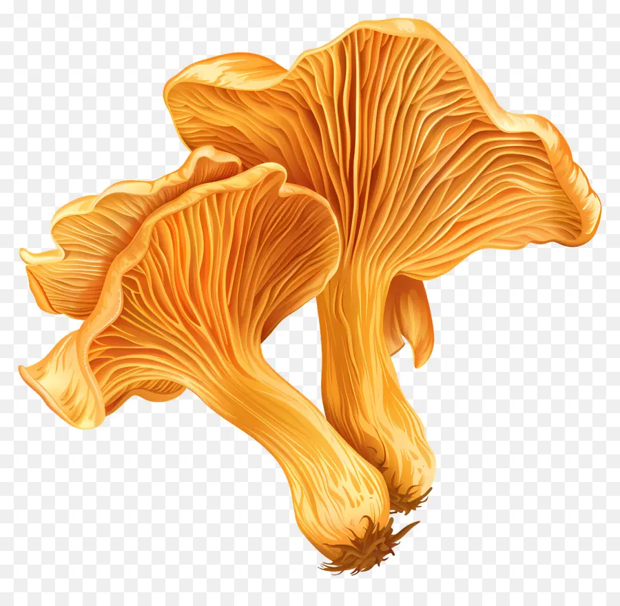 เห็ด Chanterelle，เห็ดสีส้ม PNG