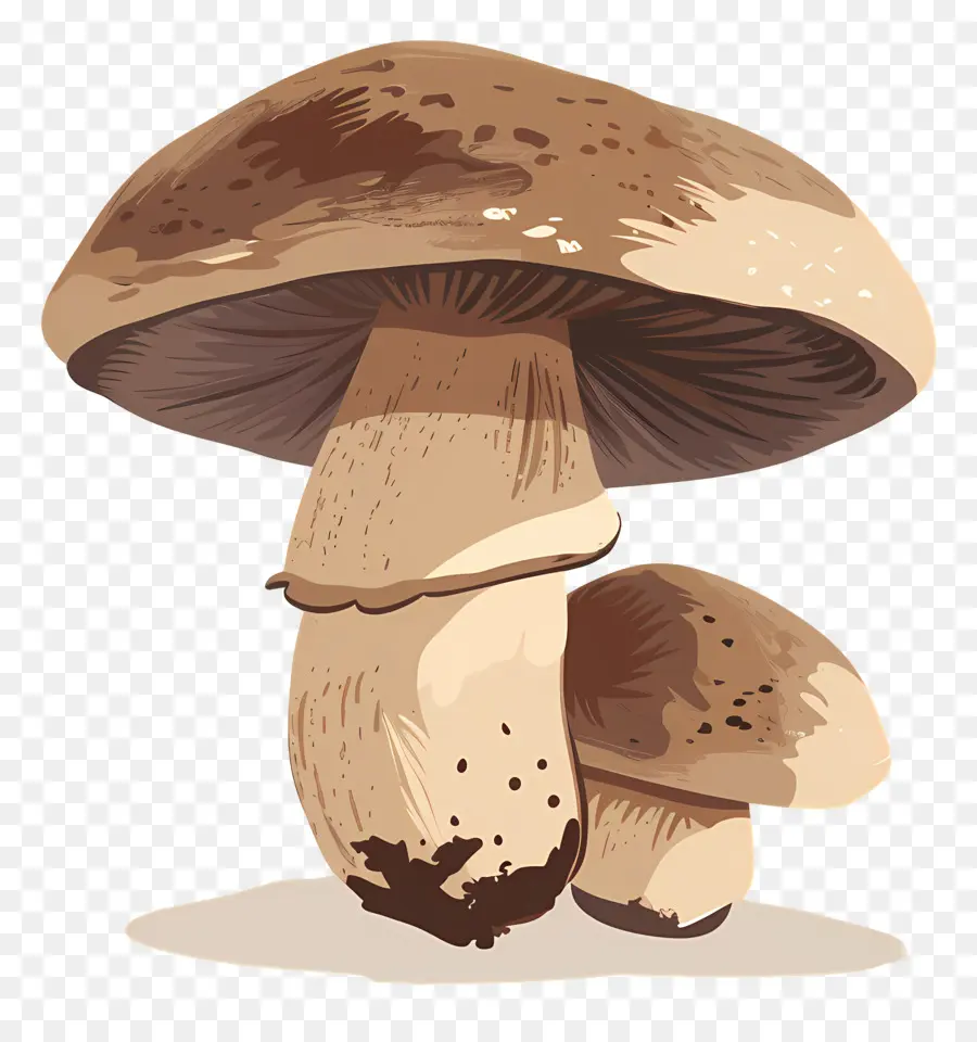 เห็ด Boletus，เห็ด PNG