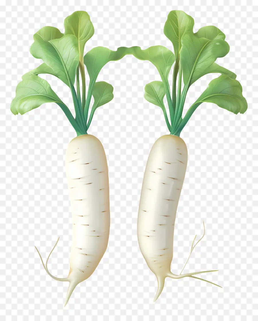 Daikon หัวไชเท้า，หัวไชเท้าสีขาว PNG