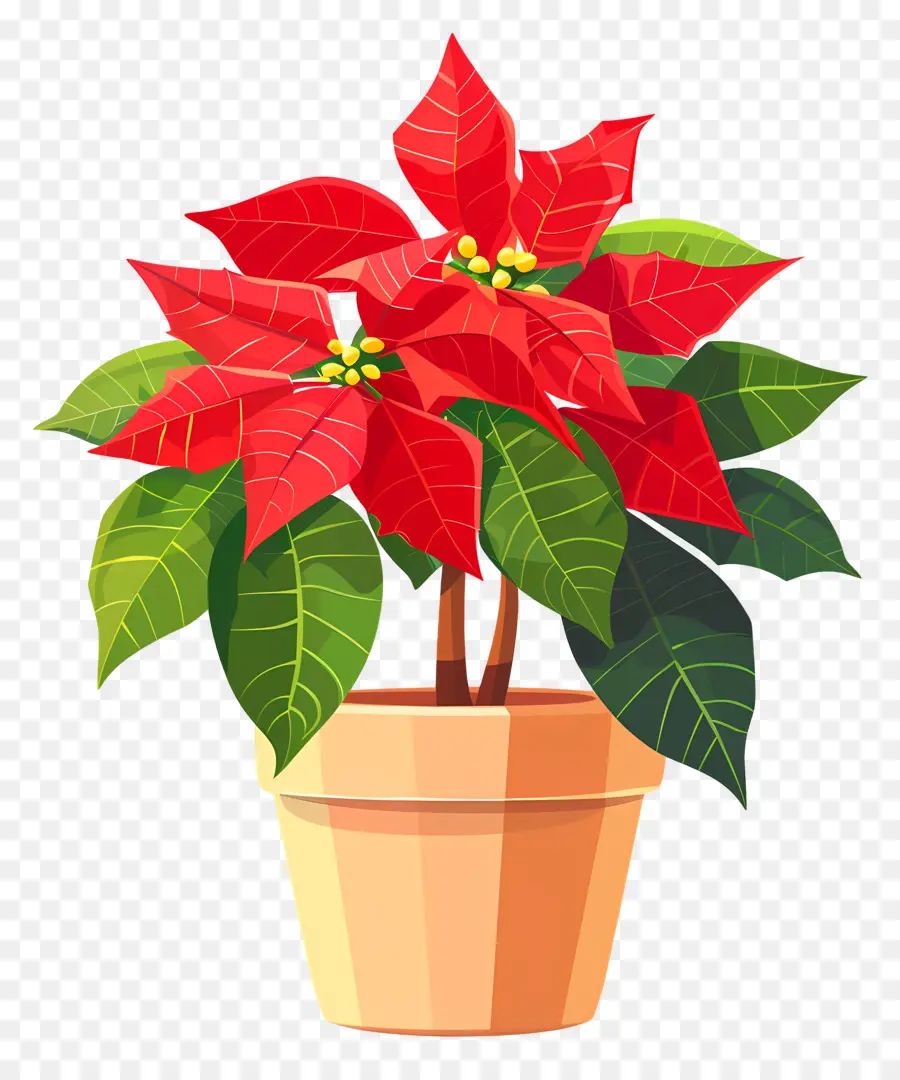 Poinsettia ในหม้อ，Poinsettia สีแดง PNG