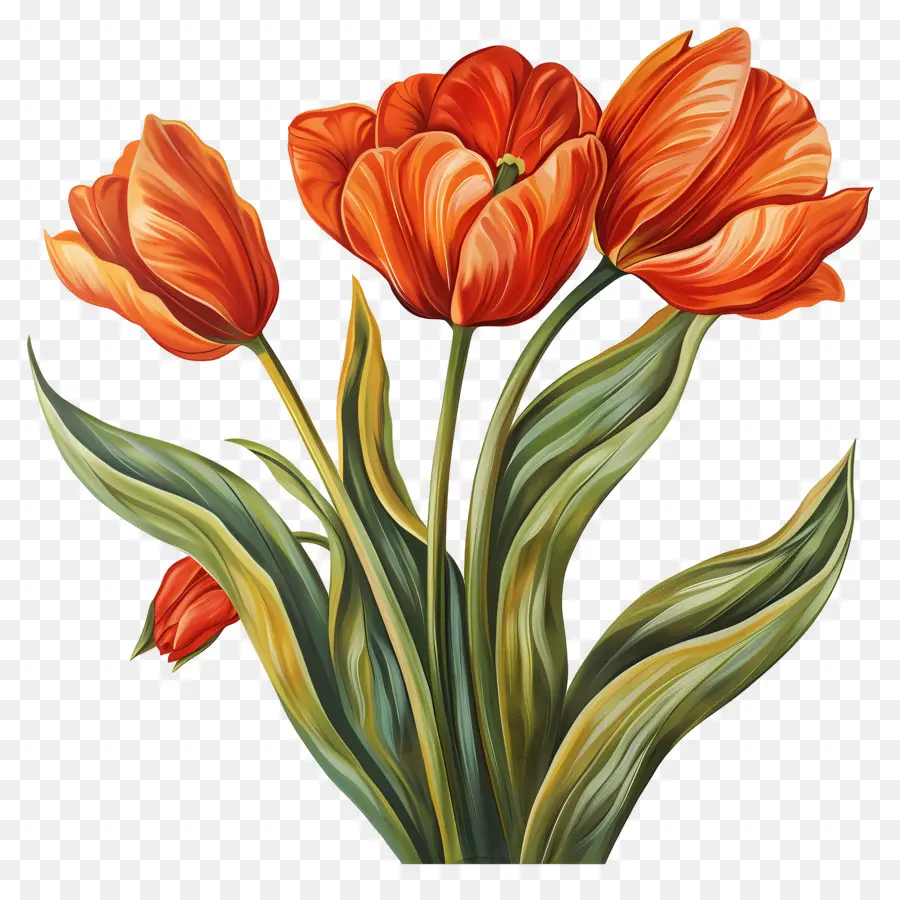 ดอก ทิวลิป，สีแดง Tulips PNG