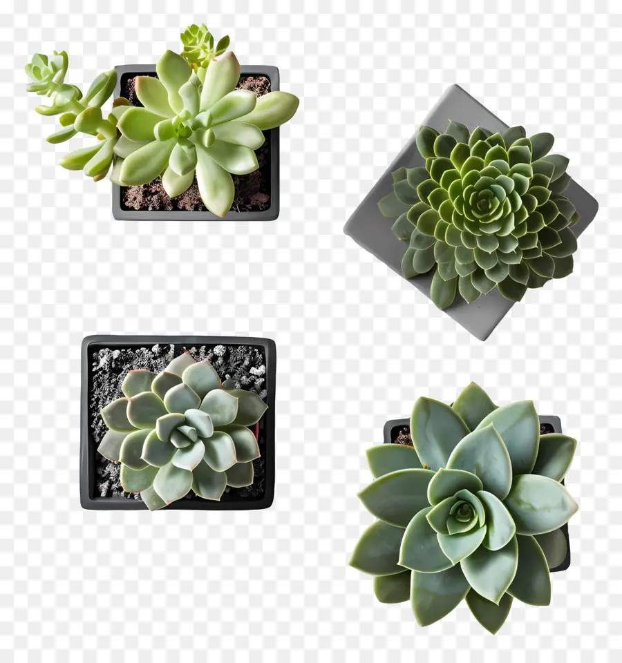 กระถางฉ่ำ，Succulents PNG