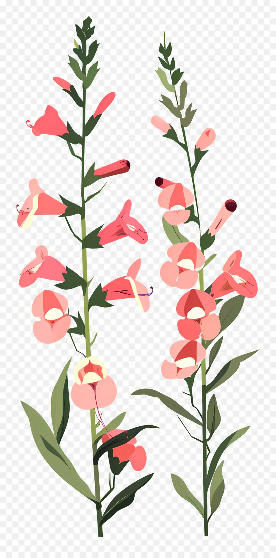 Snapdragons，ดอกไม้สีสันสดใส PNG